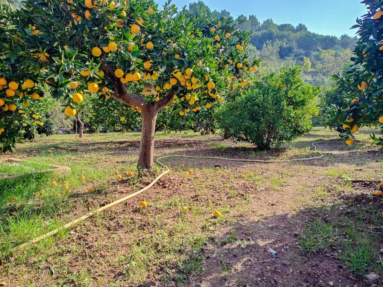 4 camera da letto Villa in vendita in Soller con piscina - 959.000 € (Rif: 9417468)