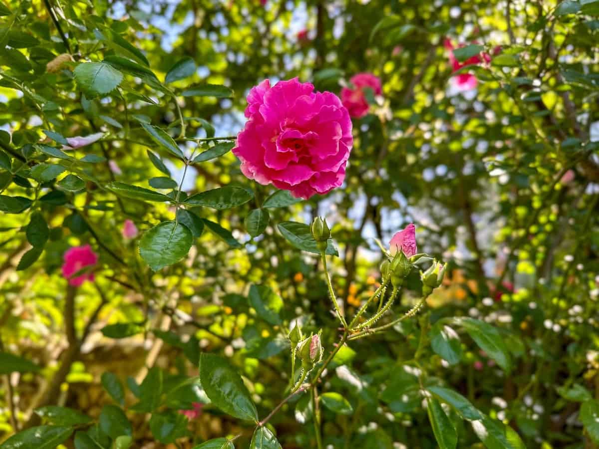 3 bedroom Finca/Country House for sale in Alhaurin el Grande with pool garage - € 680,000 (Ref: 8304383)