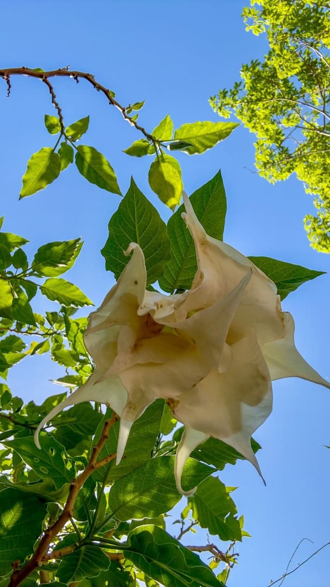 3 soverom Finca/Herregård til salgs i Alhaurin el Grande med svømmebasseng garasje - € 680 000 (Ref: 8304383)