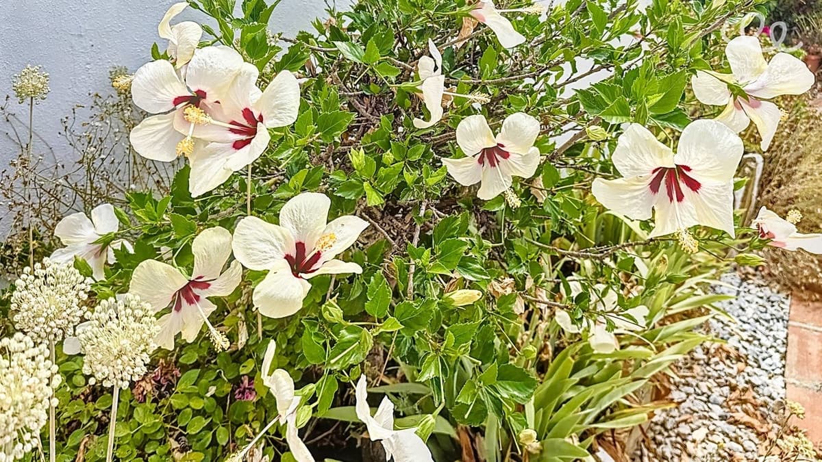 4 sovrum Finca/Hus på landet till salu i Comares med pool garage - 349 000 € (Ref: 9084812)