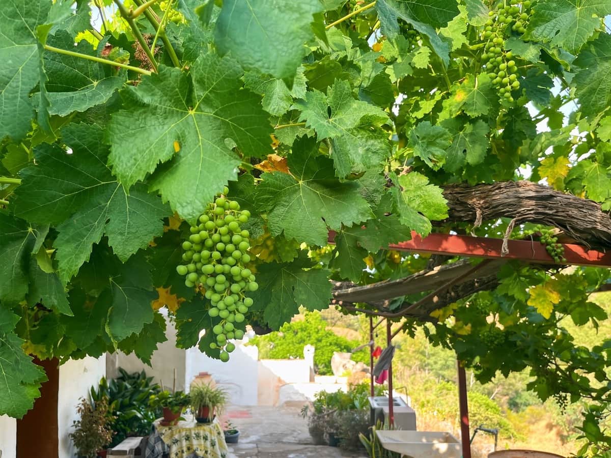 5 soveværelse Finca/Landehus til salg i Comares - € 288.000 (Ref: 9363271)