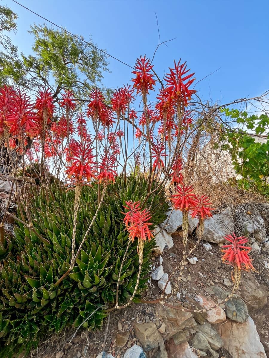 5 chambre Finca/Maison de Campagne à vendre à Comares - 288 000 € (Ref: 9363271)