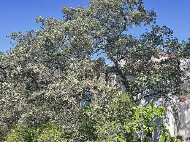 4 quarto Quinta/Casa Rural para venda em Comares - 324 000 € (Ref: 9363387)