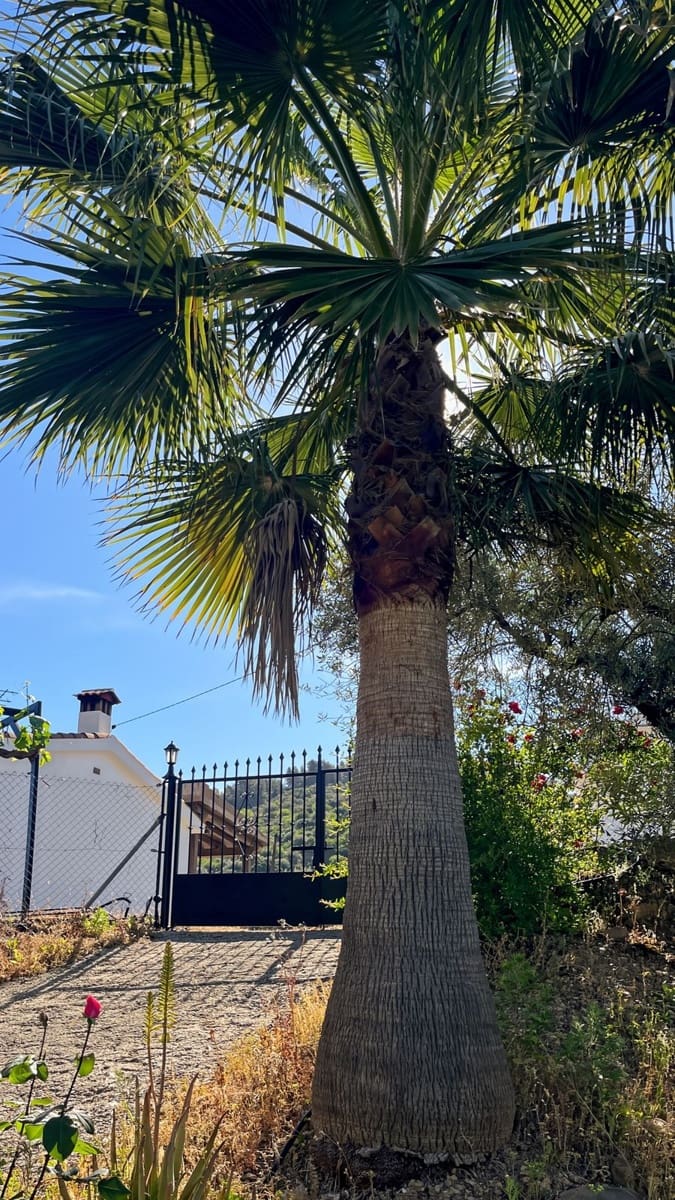 4 soveværelse Finca/Landehus til salg i Comares med swimmingpool garage - € 295.000 (Ref: 9824083)