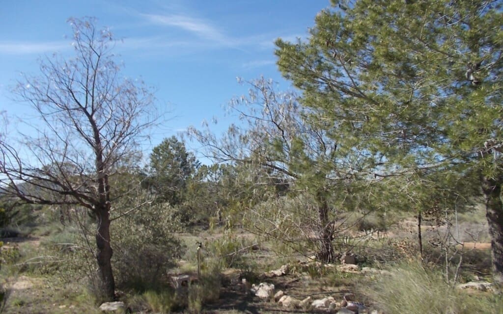 Finca/Country House for sale in Yecla - € 49,000 (Ref: 6107413)