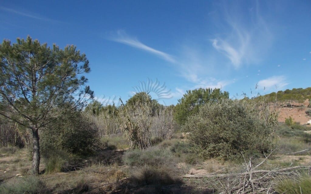 Finca/Country House for sale in Yecla - € 49,000 (Ref: 6107413)