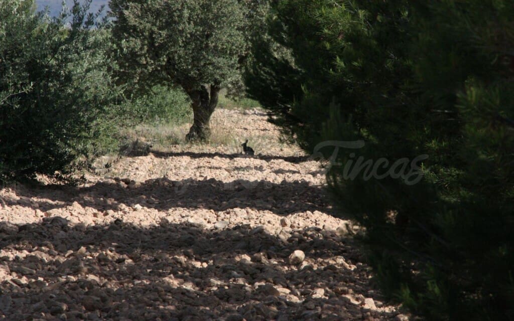 6 quarto Quinta/Casa Rural para venda em Raspay com garagem - 425 000 € (Ref: 6107417)