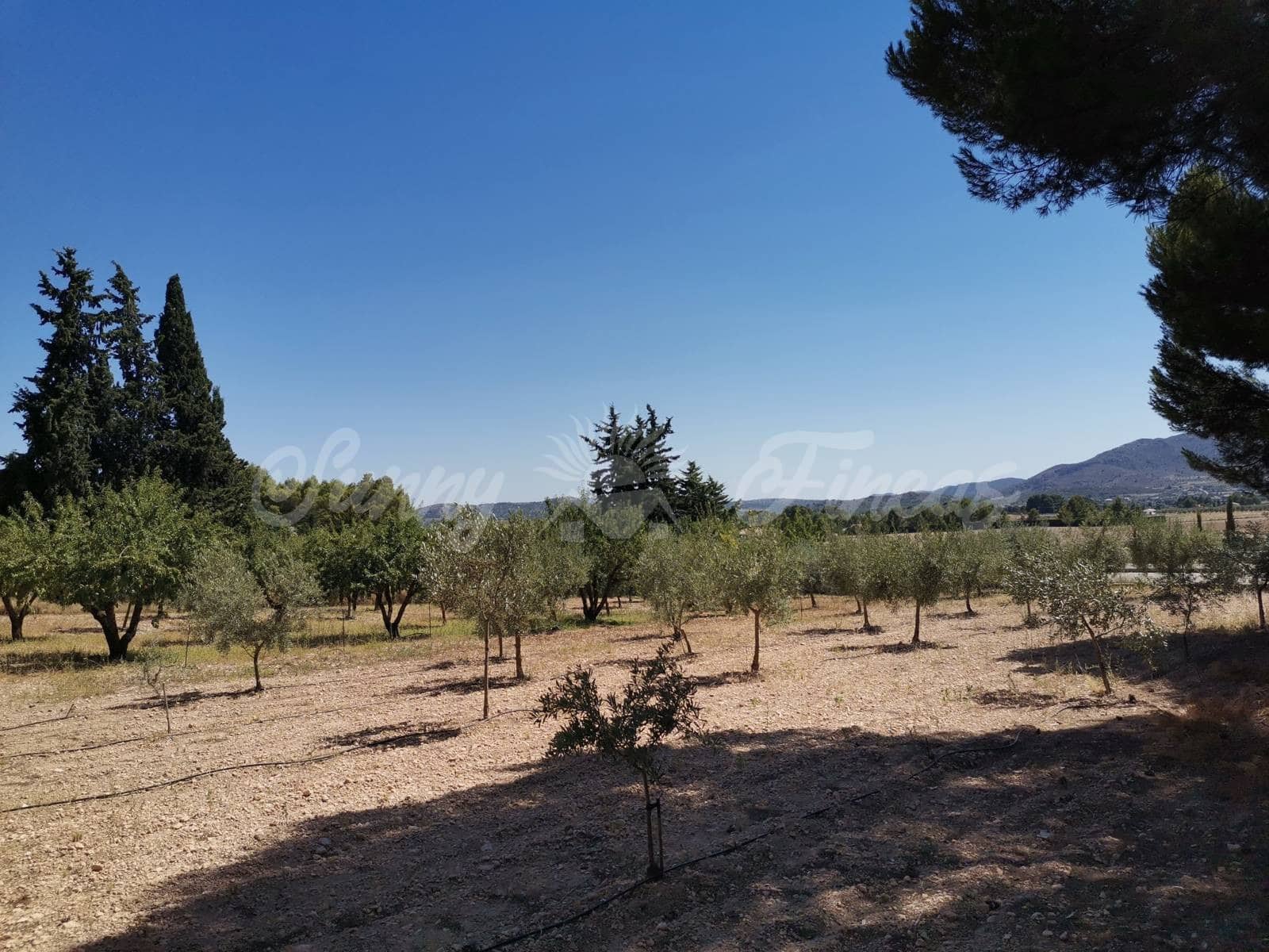 5 sypialnia Willa na sprzedaż w Yecla z basenem garażem - 299 900 € (Ref: 6246464)