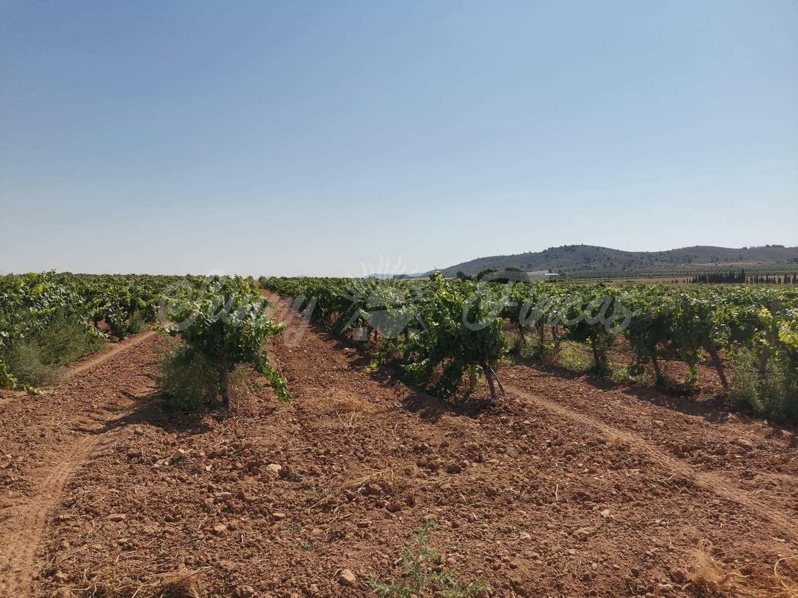 Ubebygd land til salgs i Yecla - € 335 000 (Ref: 6246467)