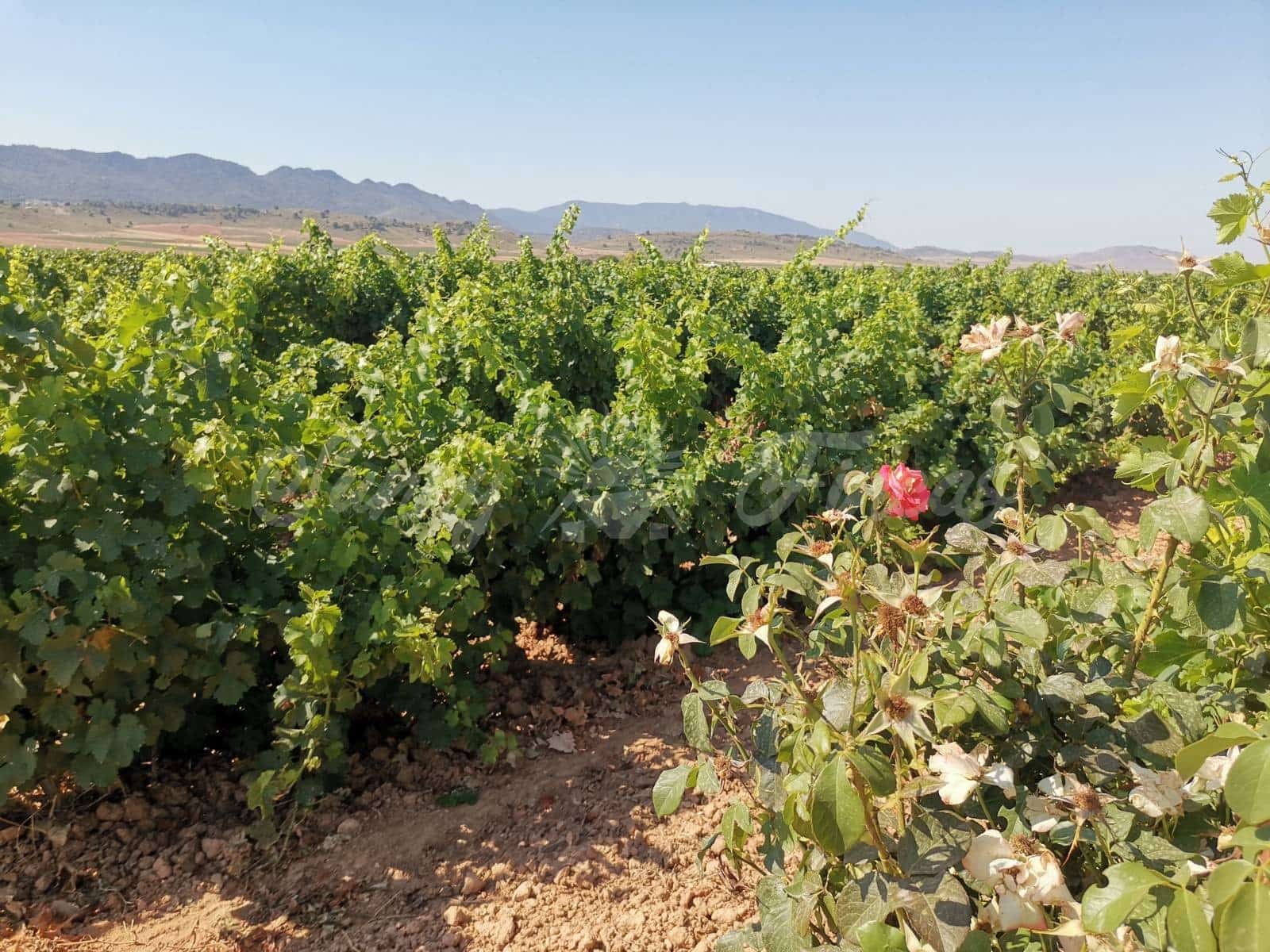 Ubebygd land til salgs i Yecla - € 335 000 (Ref: 6246467)