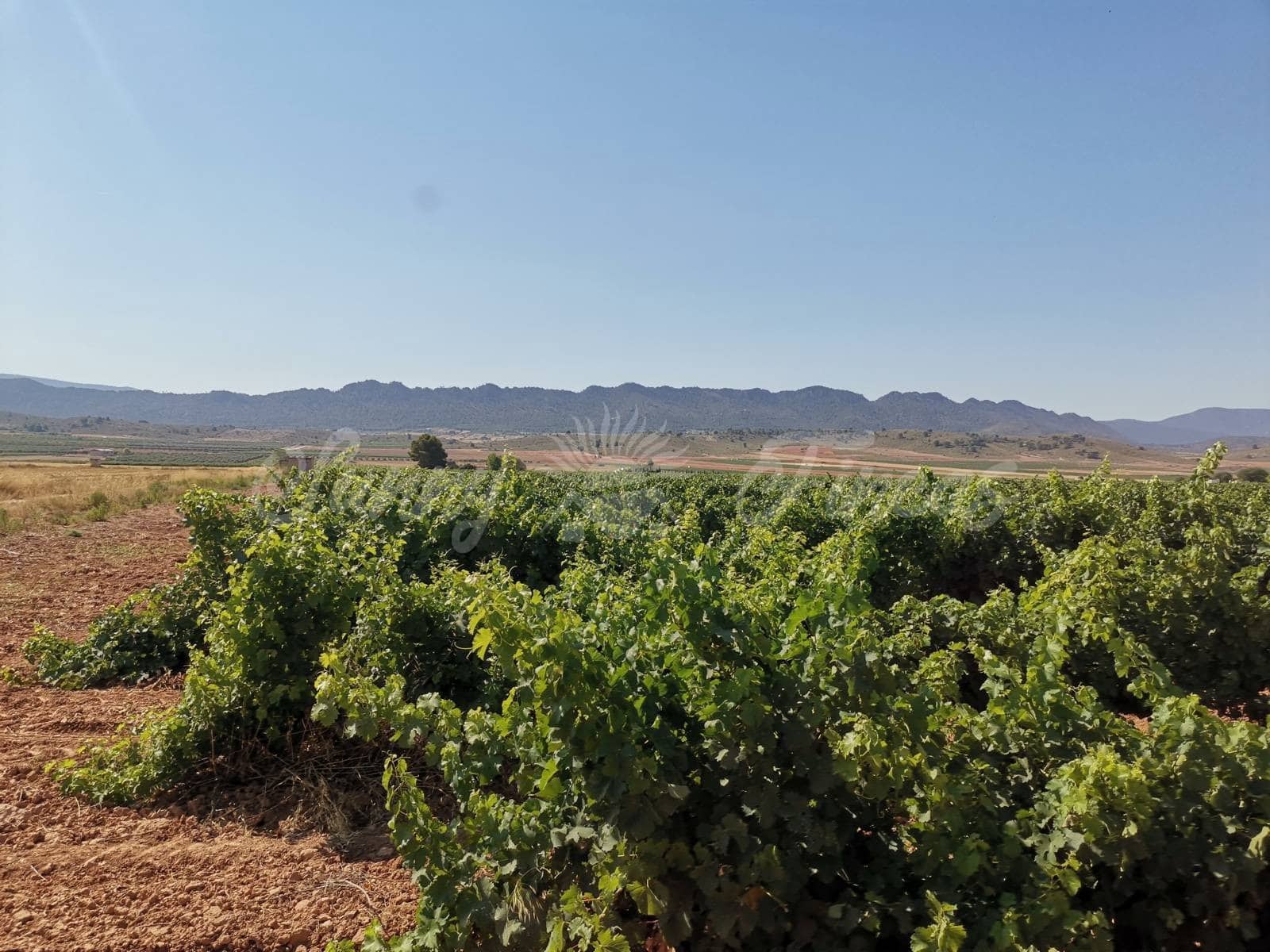 Ubebygd land til salgs i Yecla - € 335 000 (Ref: 6246467)