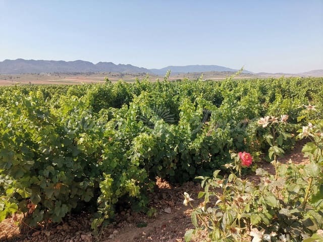 Undeveloped Land for sale in Yecla - € 335,000 (Ref: 6246467)