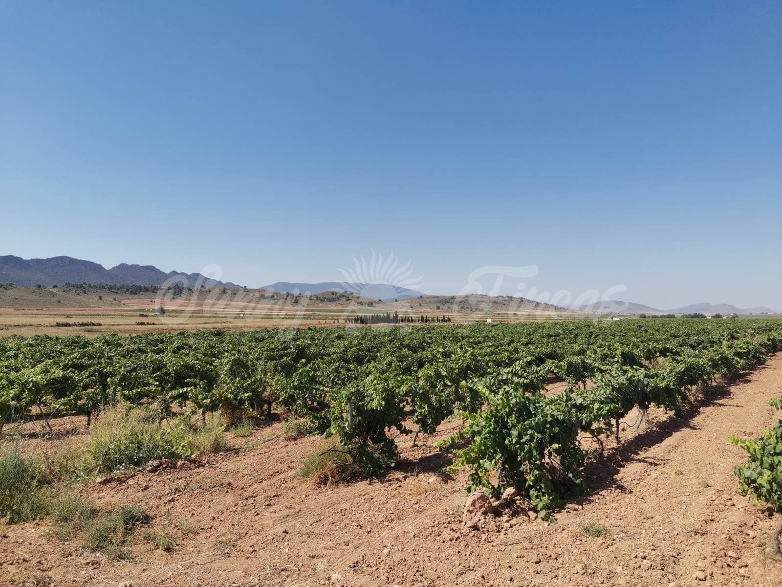 Ubebygd land til salgs i Yecla - € 335 000 (Ref: 6246467)