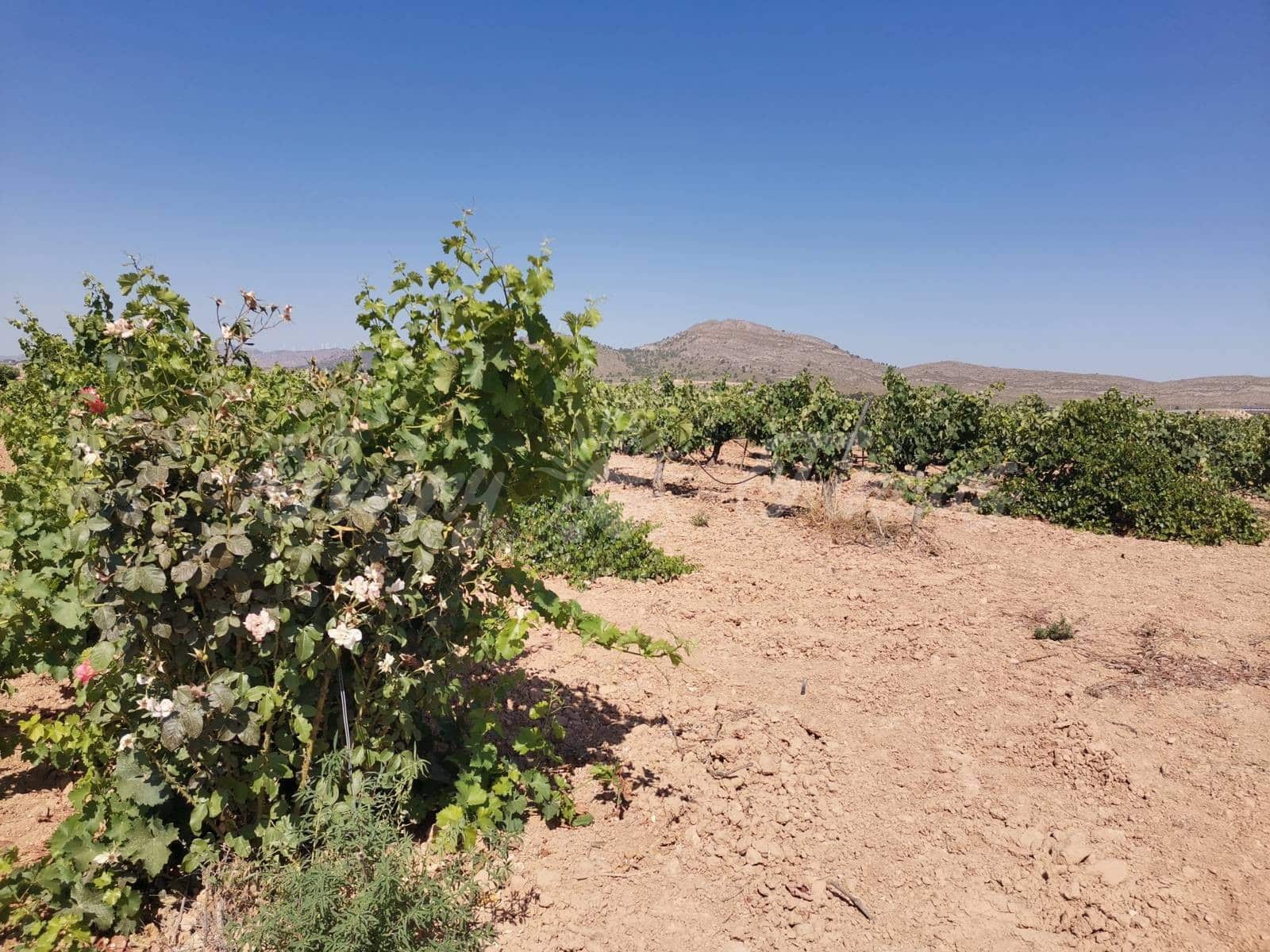 Ubebygd land til salgs i Yecla - € 335 000 (Ref: 6246467)