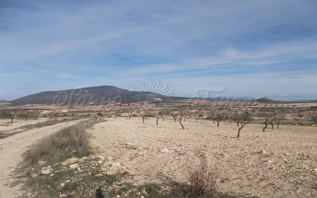 Mark till salu i Raspay, Yecla - 55 000 € (Ref: 6269483)