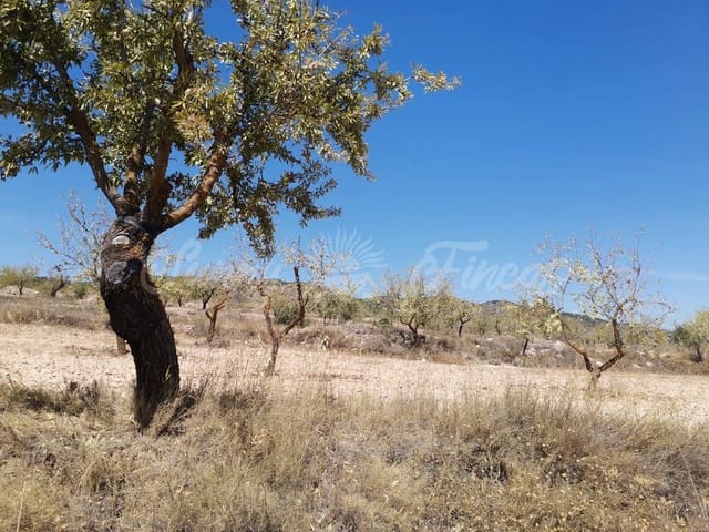 Mark till salu i Raspay, Yecla - 22 900 € (Ref: 6324604)