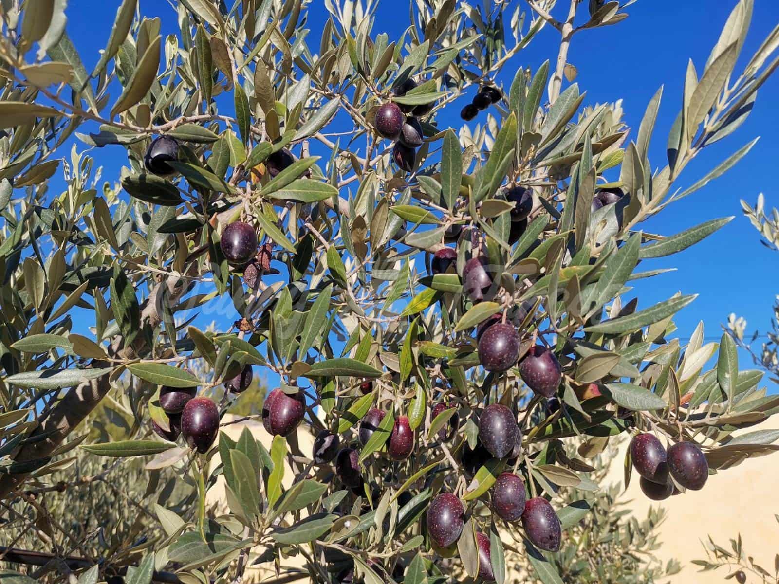 2 soverom Finca/Herregård til salgs i Yecla med svømmebasseng garasje - € 155 000 (Ref: 6453028)