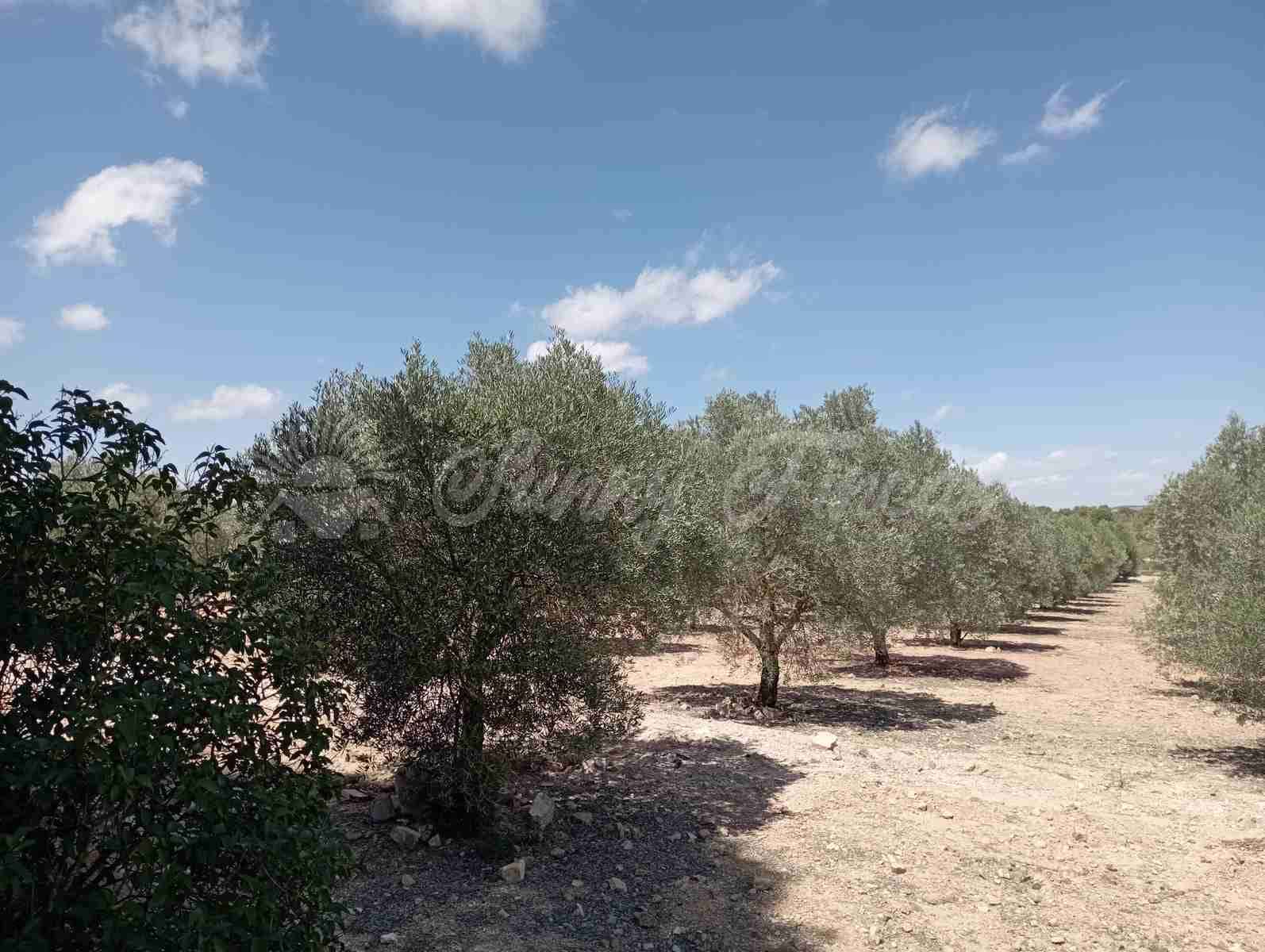 2 chambre Finca/Maison de Campagne à vendre à Yecla avec garage - 49 995 € (Ref: 6727729)