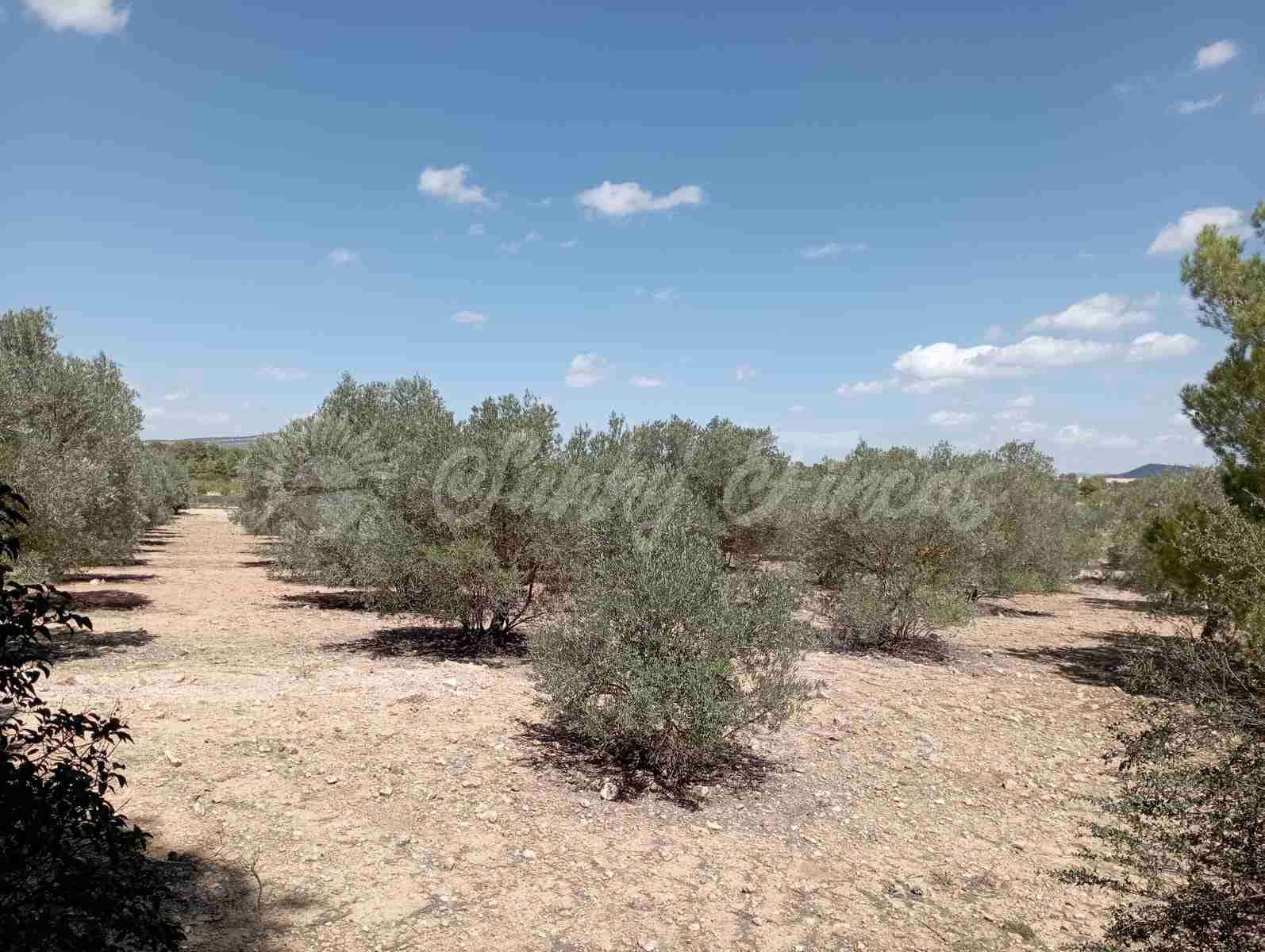 2 chambre Finca/Maison de Campagne à vendre à Yecla avec garage - 49 995 € (Ref: 6727729)