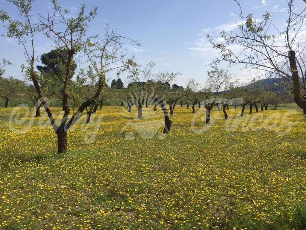 Finca/Landehus til salg i Banyeres de Mariola - € 85.000 (Ref: 6826108)