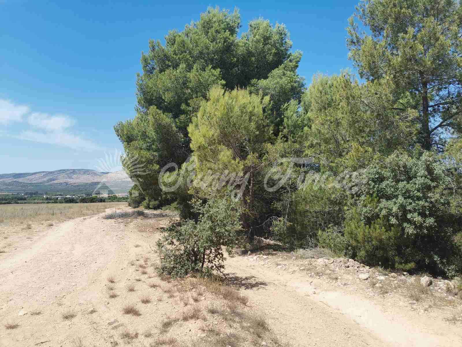 Bouwgrond te koop in Biar - € 125.000 (Ref: 7073678)