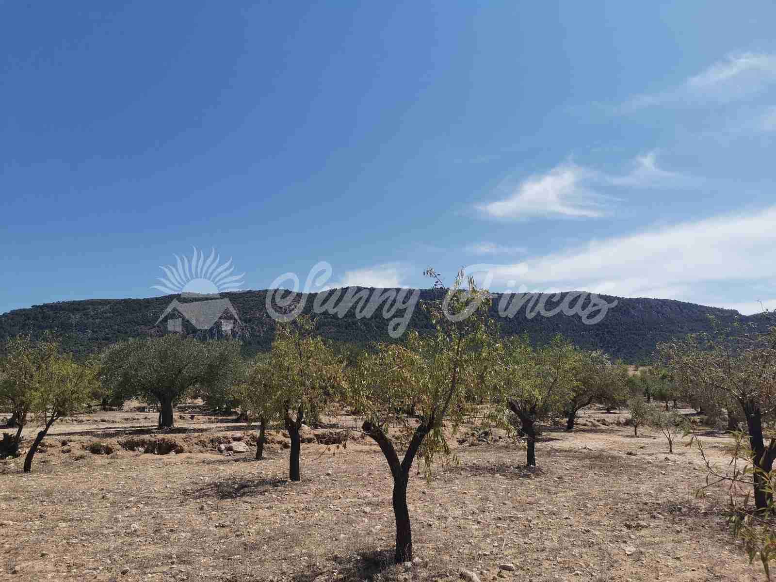 Działka budowlana na sprzedaż w Biar - 49 995 € (Ref: 7086227)