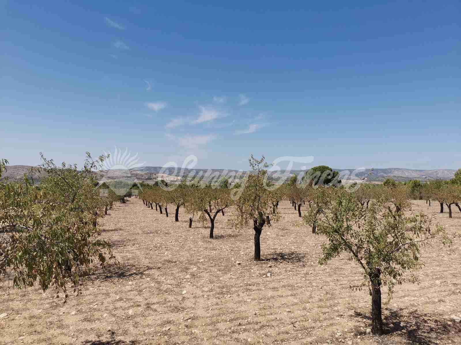 Działka budowlana na sprzedaż w Biar - 49 995 € (Ref: 7086227)