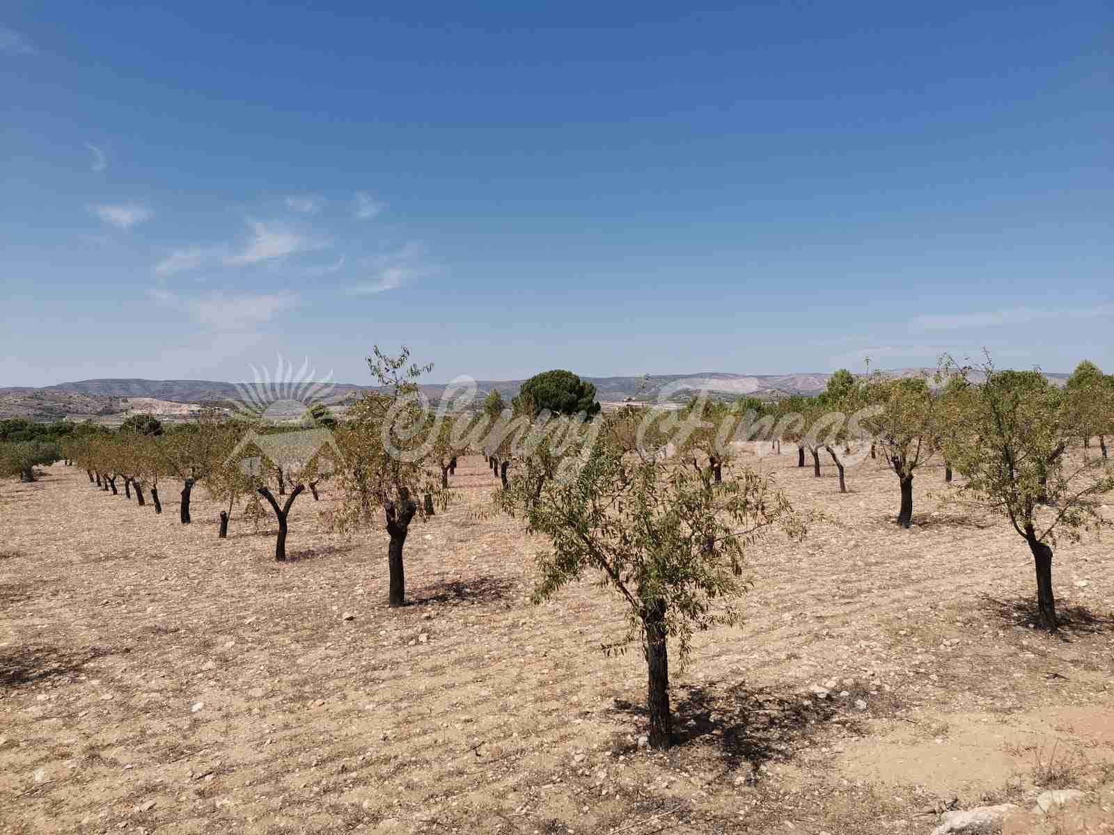 Działka budowlana na sprzedaż w Biar - 49 995 € (Ref: 7086227)