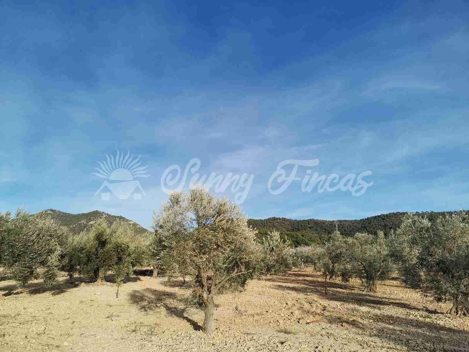 Byggegrund til salg i Biar - € 32.000 (Ref: 7531707)