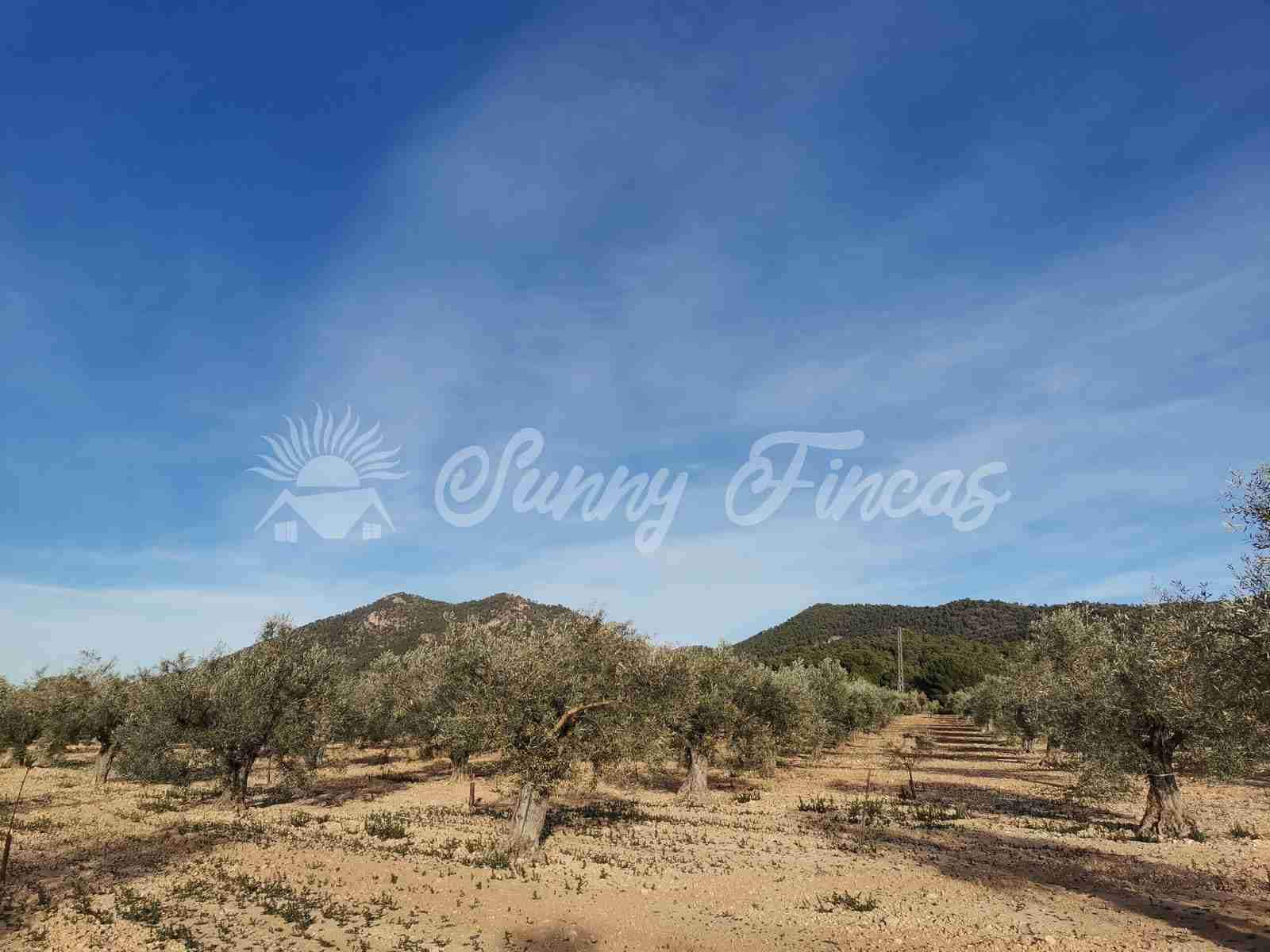 Byggegrund til salg i Biar - € 32.000 (Ref: 7531707)