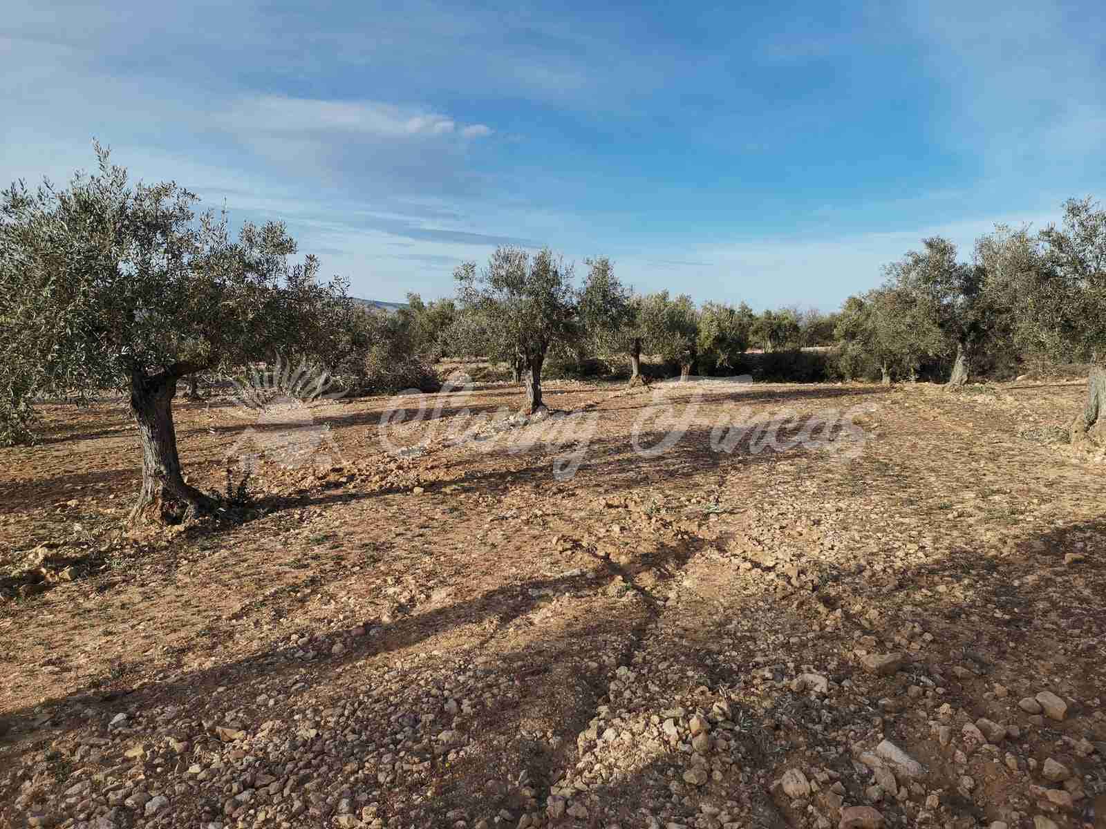 Byggegrund til salg i Biar - € 32.000 (Ref: 7531707)