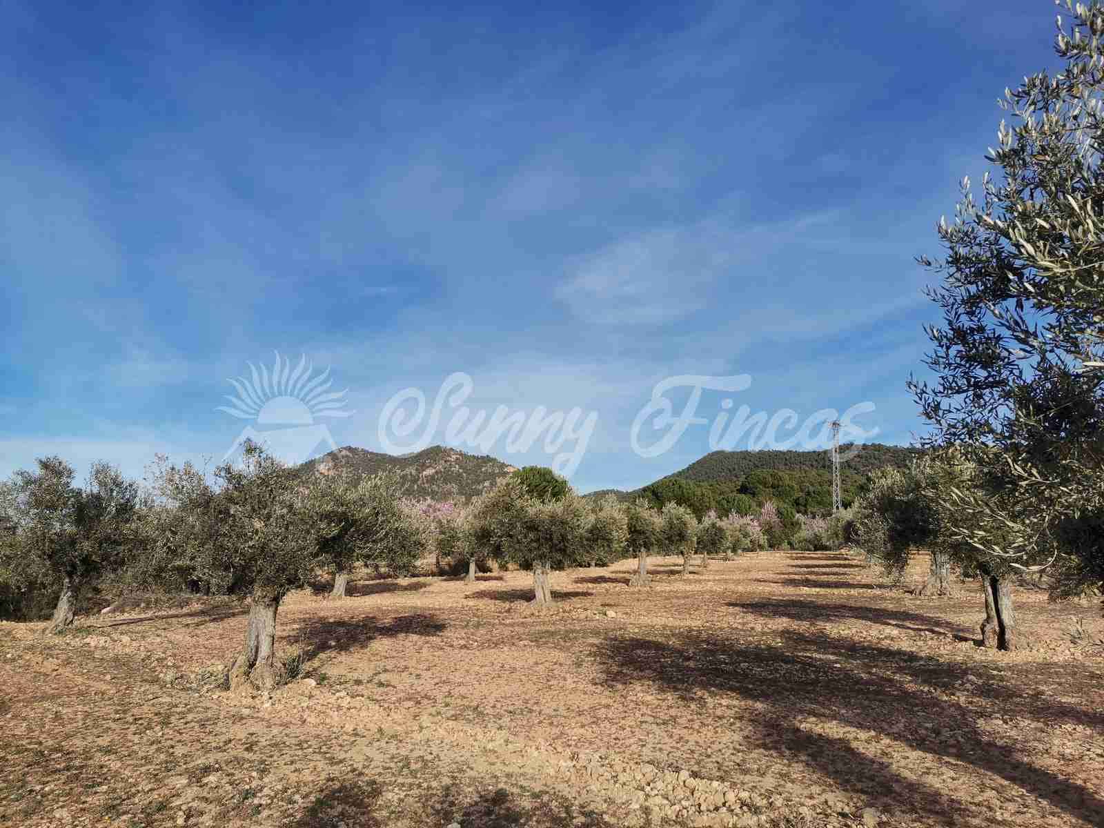 Byggegrund til salg i Biar - € 32.000 (Ref: 7531707)