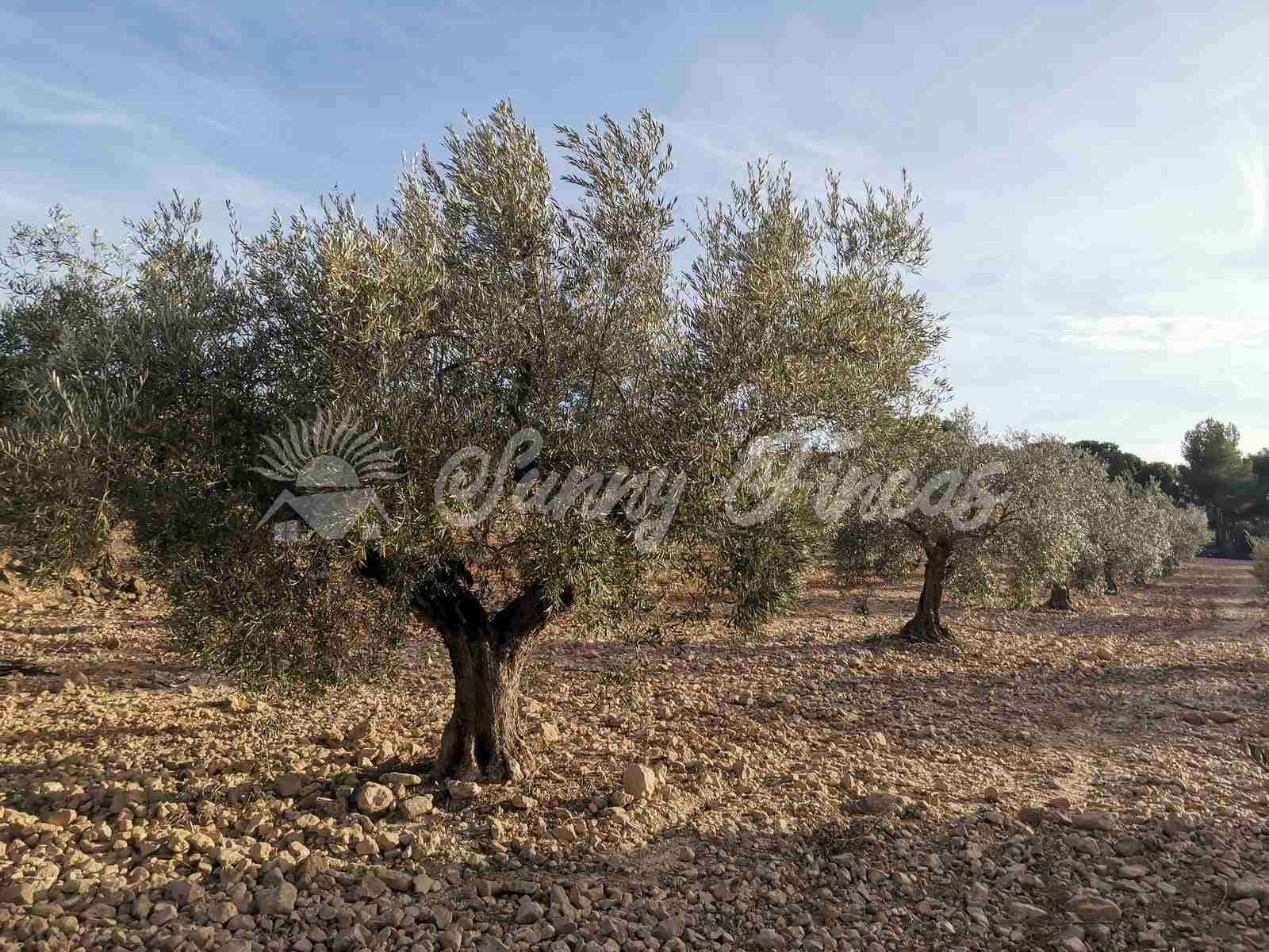 Byggegrund til salg i Biar - € 32.000 (Ref: 7531707)