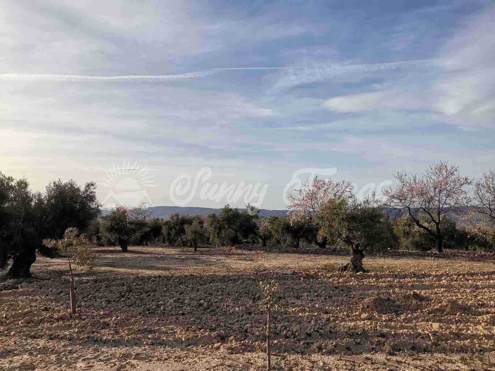 Byggegrund til salg i Biar - € 32.000 (Ref: 7531707)