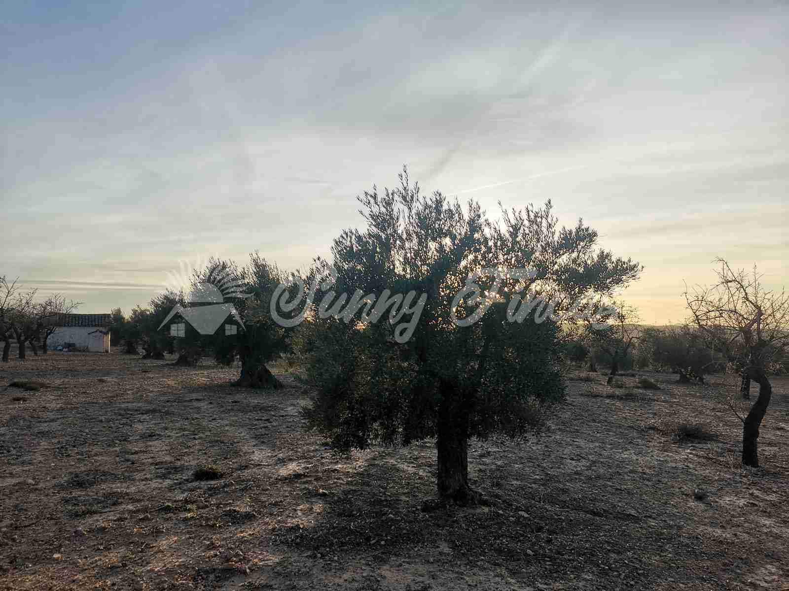 Działka budowlana na sprzedaż w Biar - 65 000 € (Ref: 7531720)