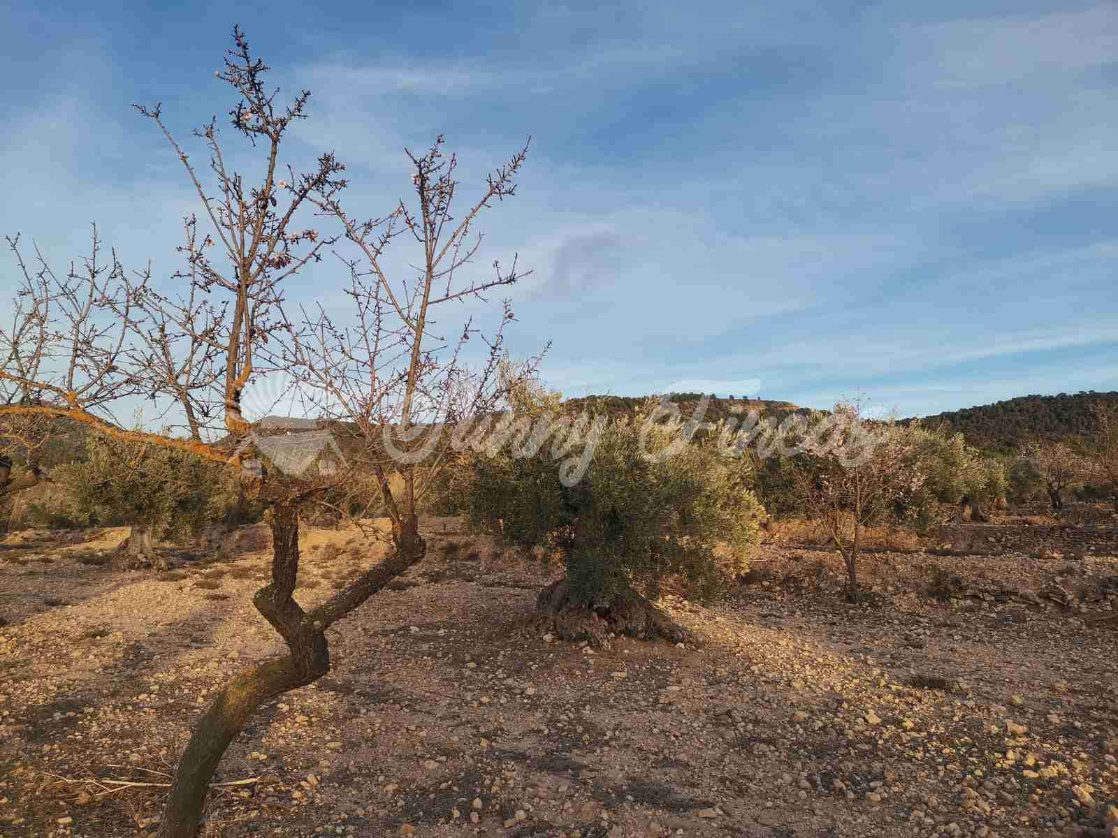 Działka budowlana na sprzedaż w Biar - 65 000 € (Ref: 7531720)