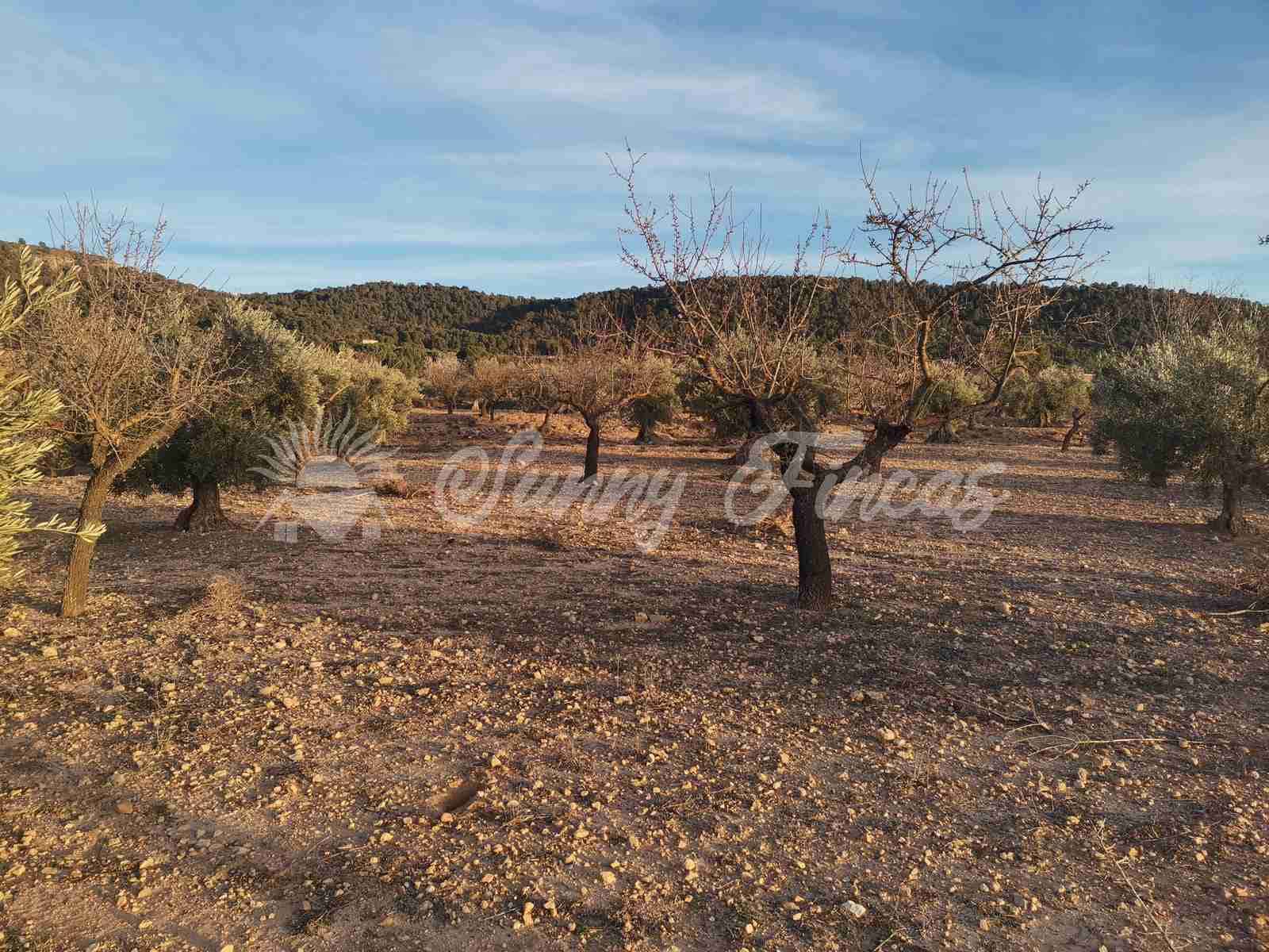 Działka budowlana na sprzedaż w Biar - 65 000 € (Ref: 7531720)