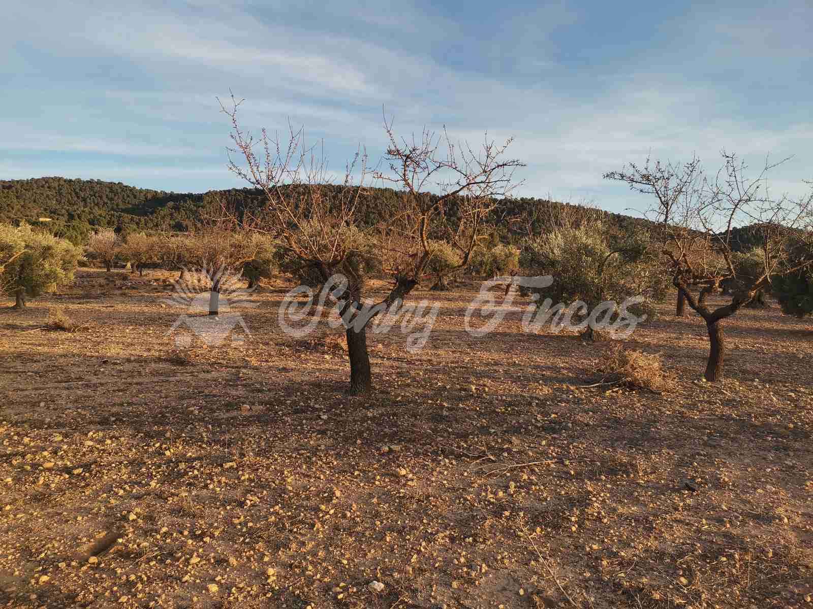 Działka budowlana na sprzedaż w Biar - 65 000 € (Ref: 7531720)