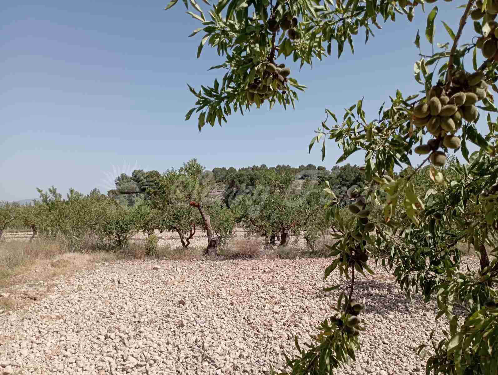 Byggegrund til salg i Raspay - € 63.000 (Ref: 7702958)