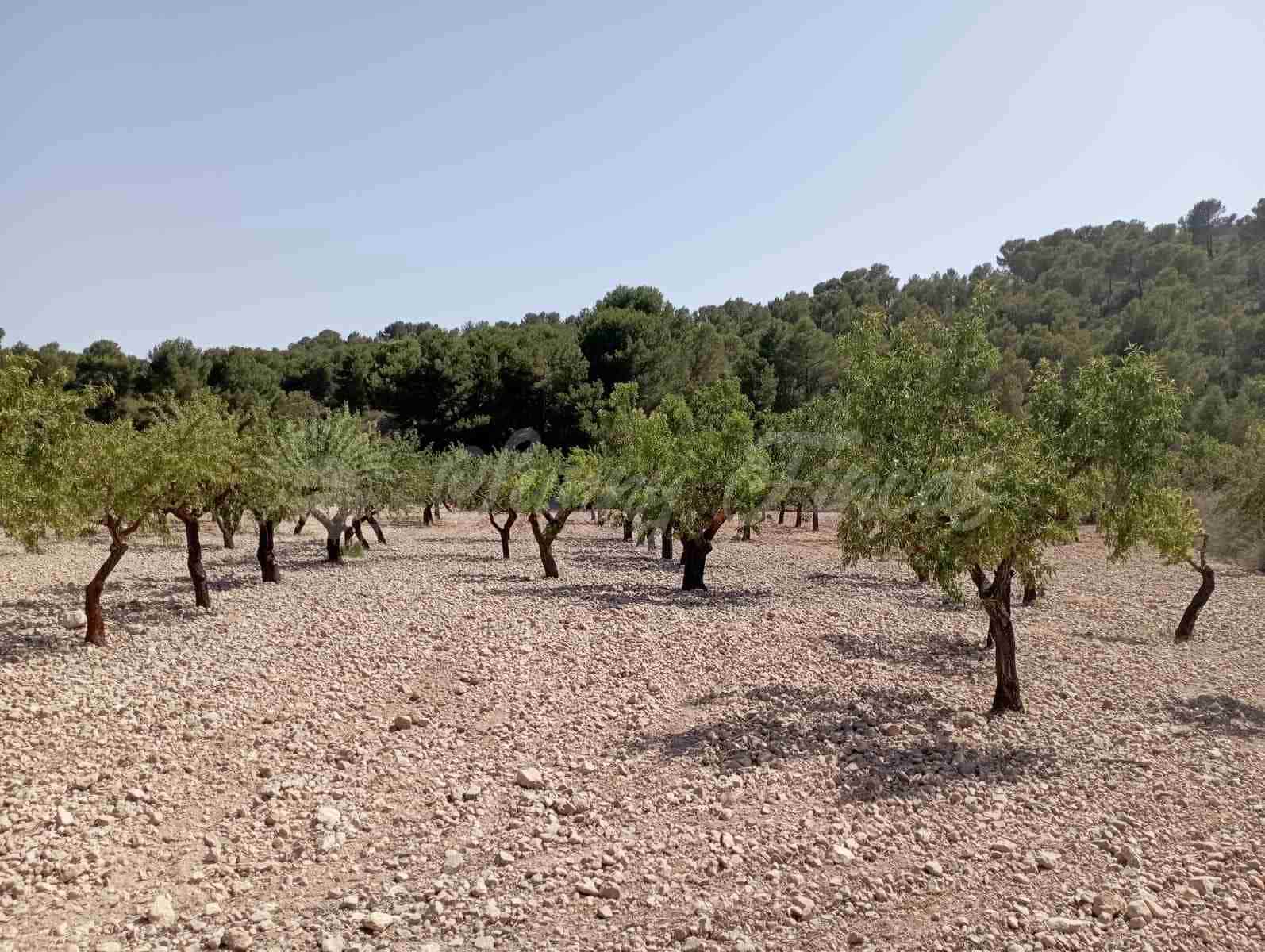 Byggegrund til salg i Raspay - € 27.500 (Ref: 7702962)