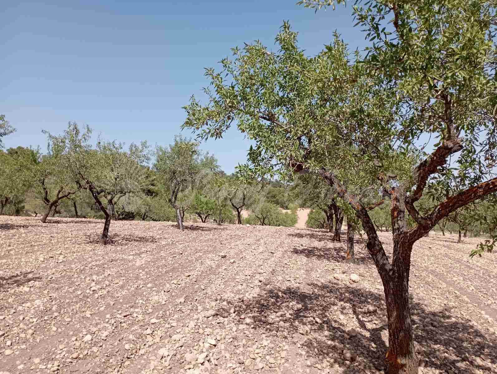 Byggegrund til salg i Raspay - € 27.500 (Ref: 7702962)