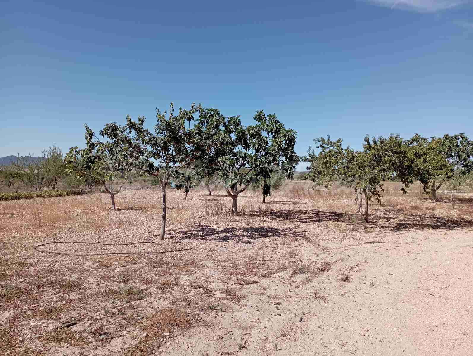 5 soverom Finca/Herregård til salgs i Yecla med svømmebasseng garasje - € 95 000 (Ref: 7788131)