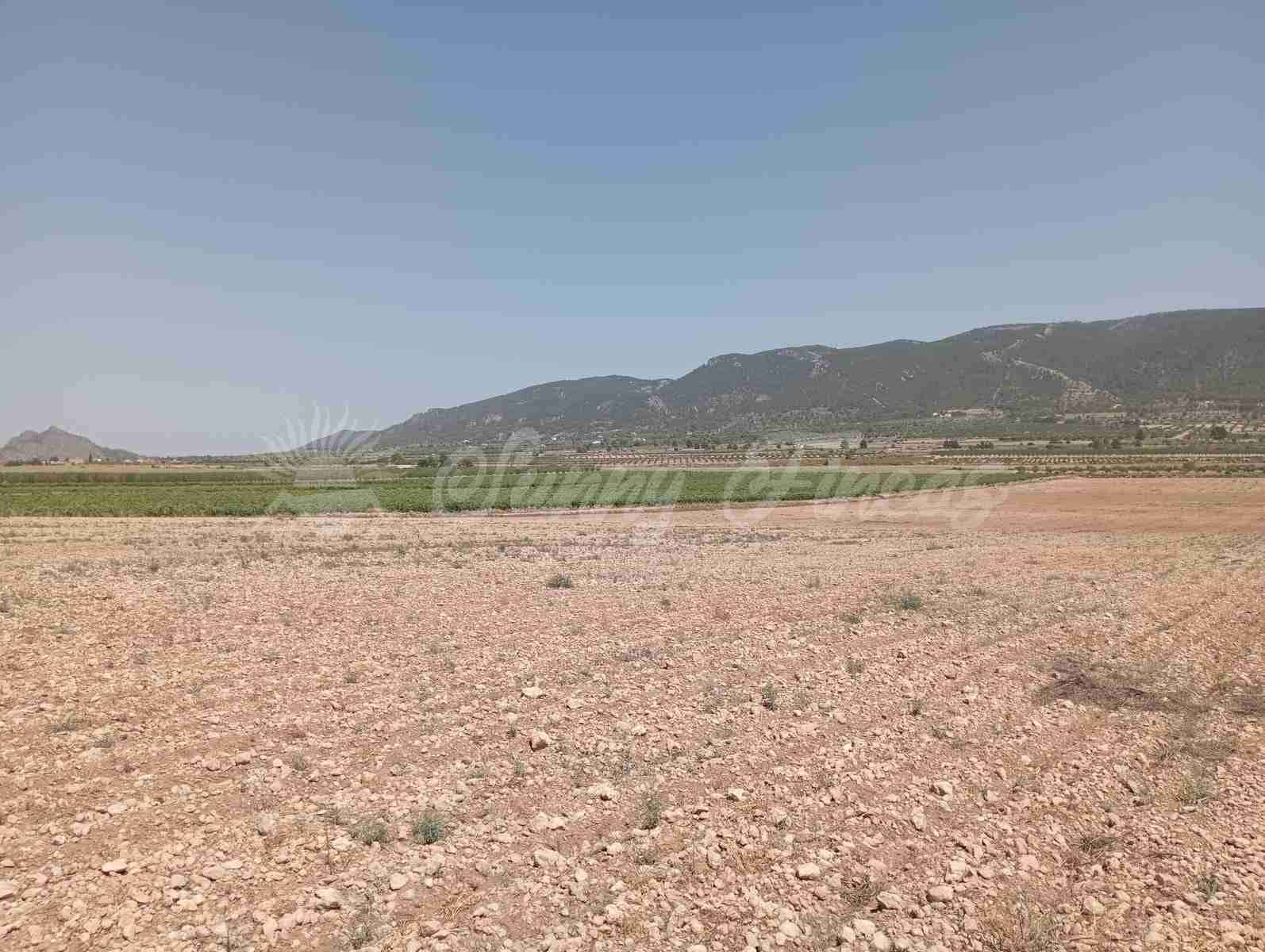 Byggegrund til salg i Yecla - € 39.000 (Ref: 7797817)