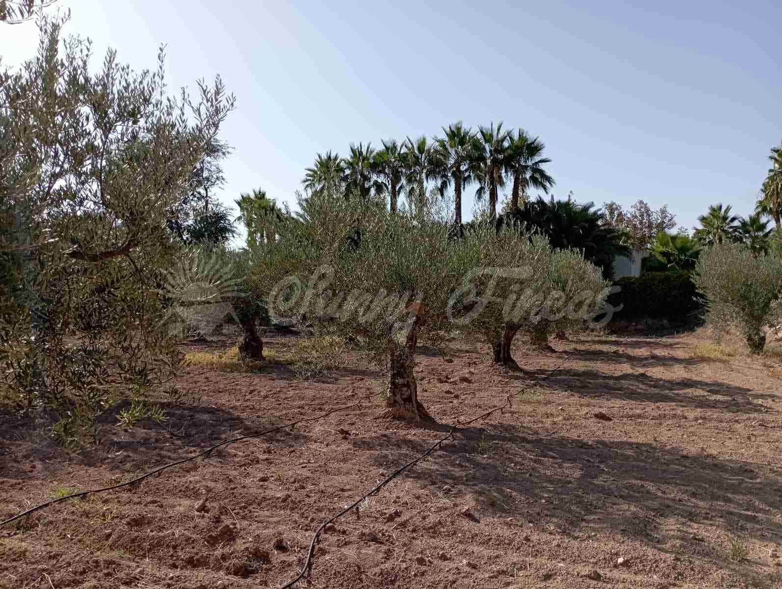 3 soverom Finca/Herregård til salgs i Jumilla med garasje - € 148 000 (Ref: 7852575)