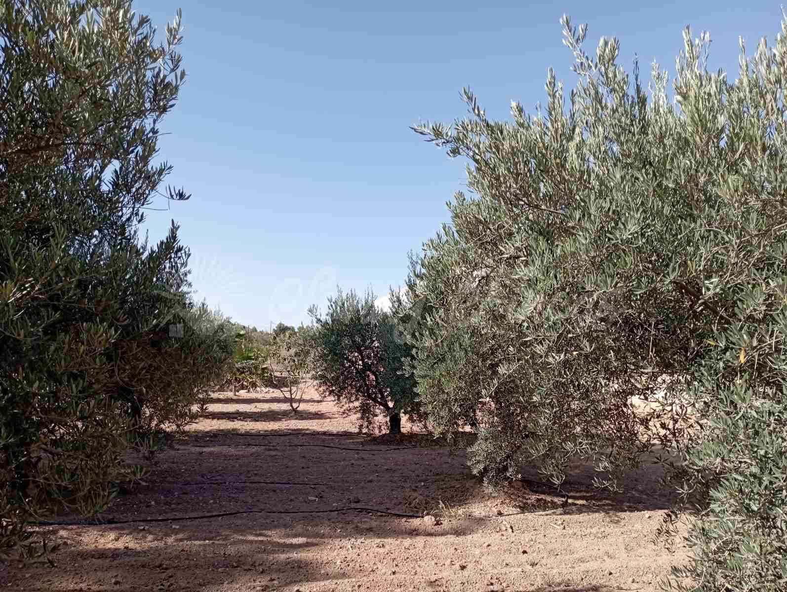 3 soverom Finca/Herregård til salgs i Jumilla med garasje - € 148 000 (Ref: 7852575)