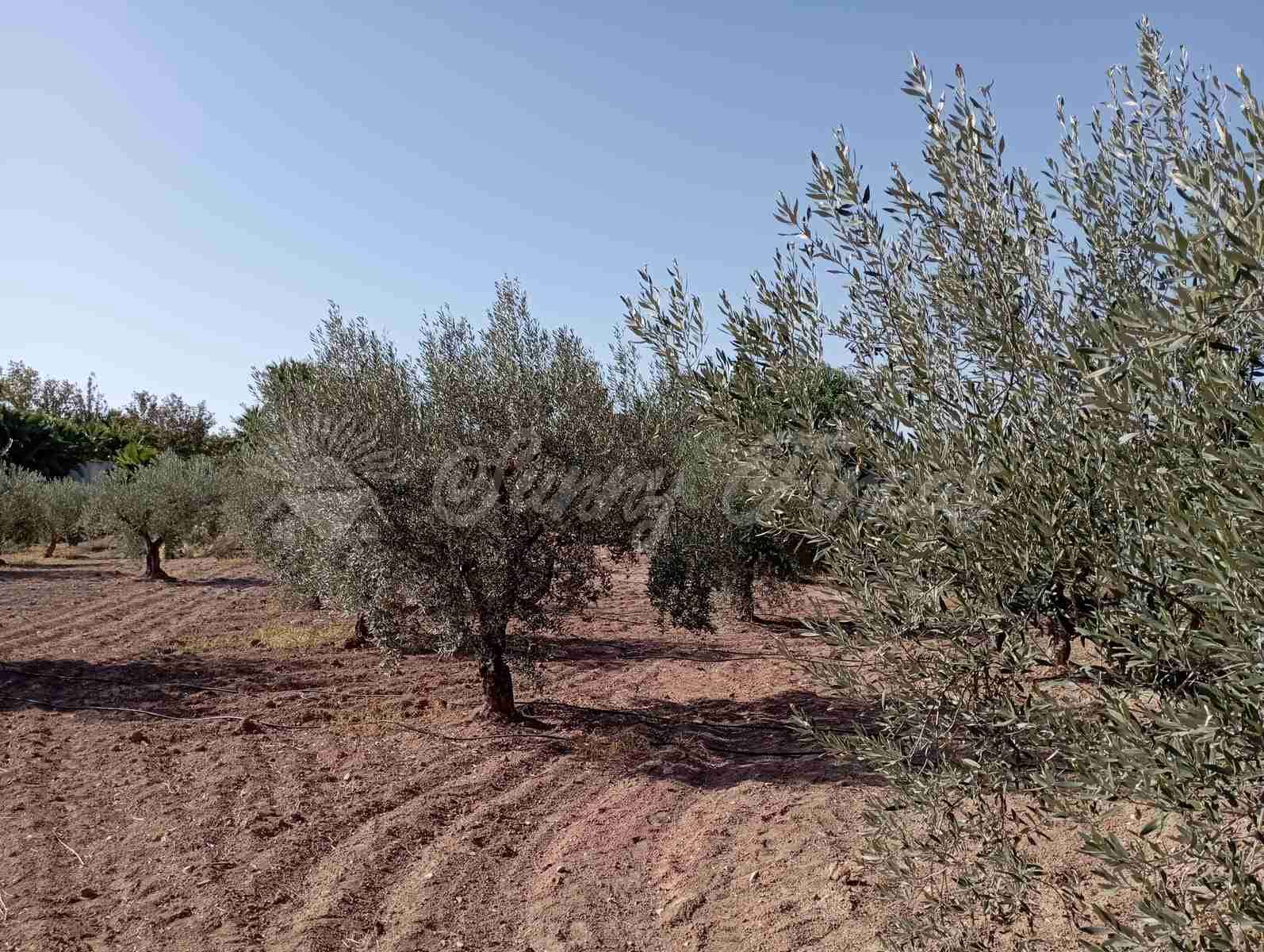 3 soverom Finca/Herregård til salgs i Jumilla med garasje - € 148 000 (Ref: 7852575)