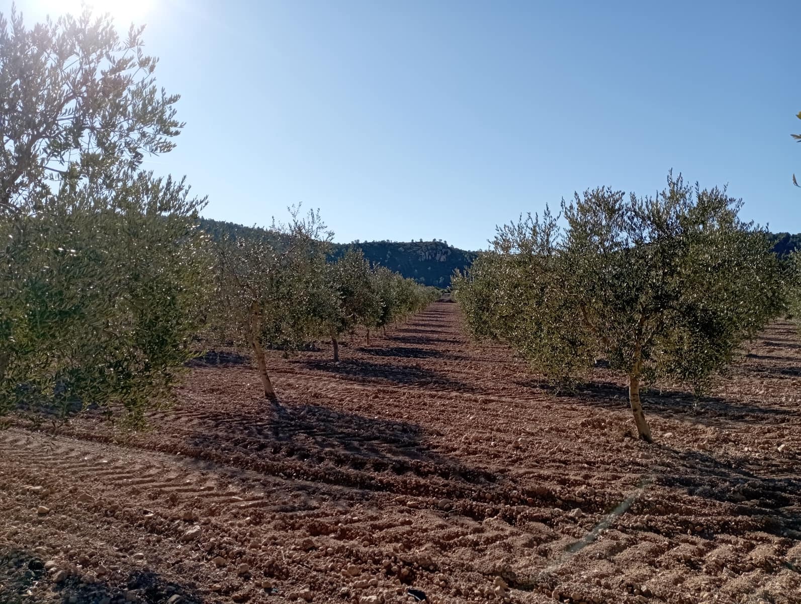 4 sypialnia Finka/Dom wiejski na sprzedaż w Yecla z garażem - 500 000 € (Ref: 8061872)