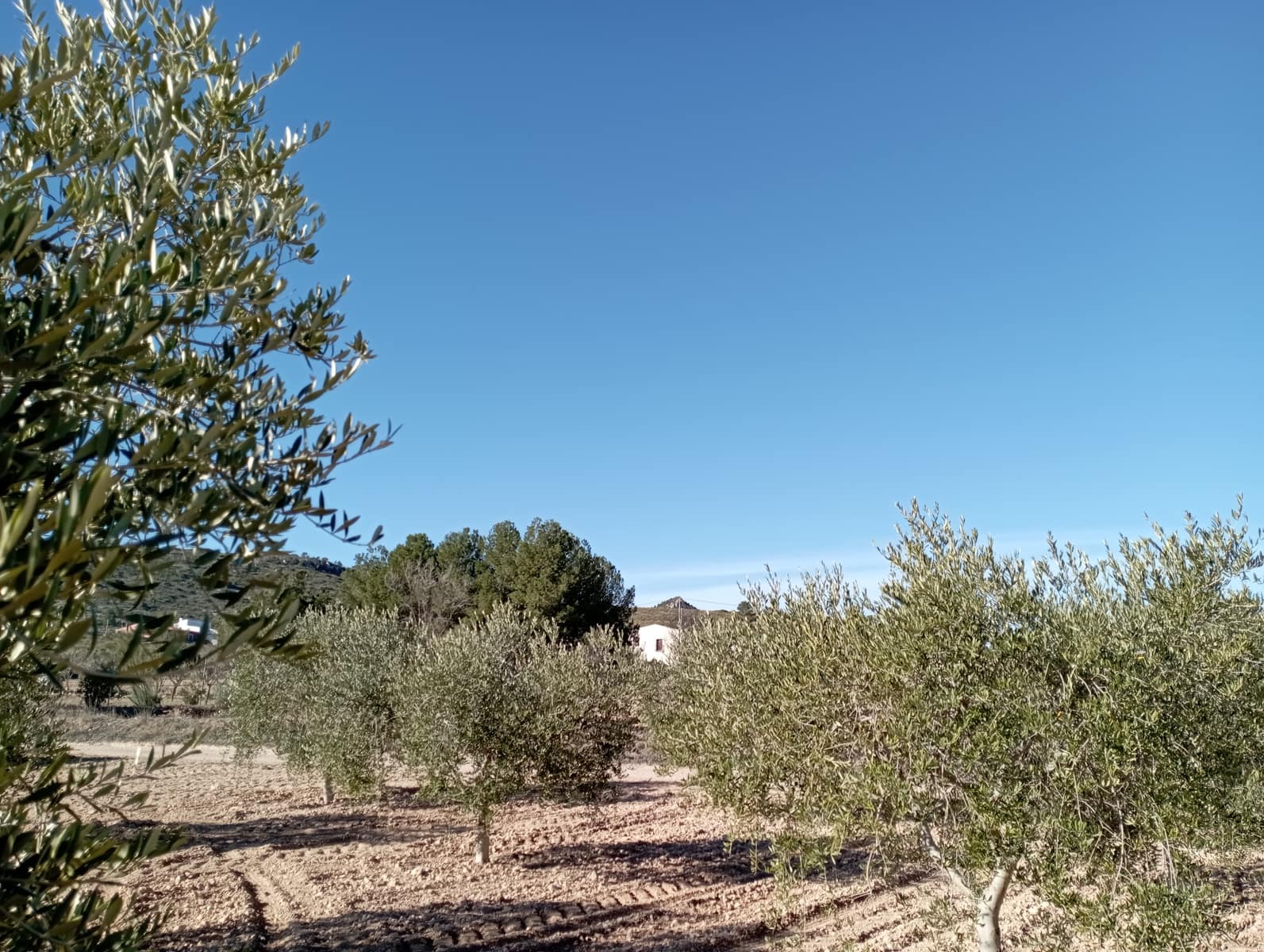 4 sypialnia Finka/Dom wiejski na sprzedaż w Yecla z garażem - 500 000 € (Ref: 8061872)