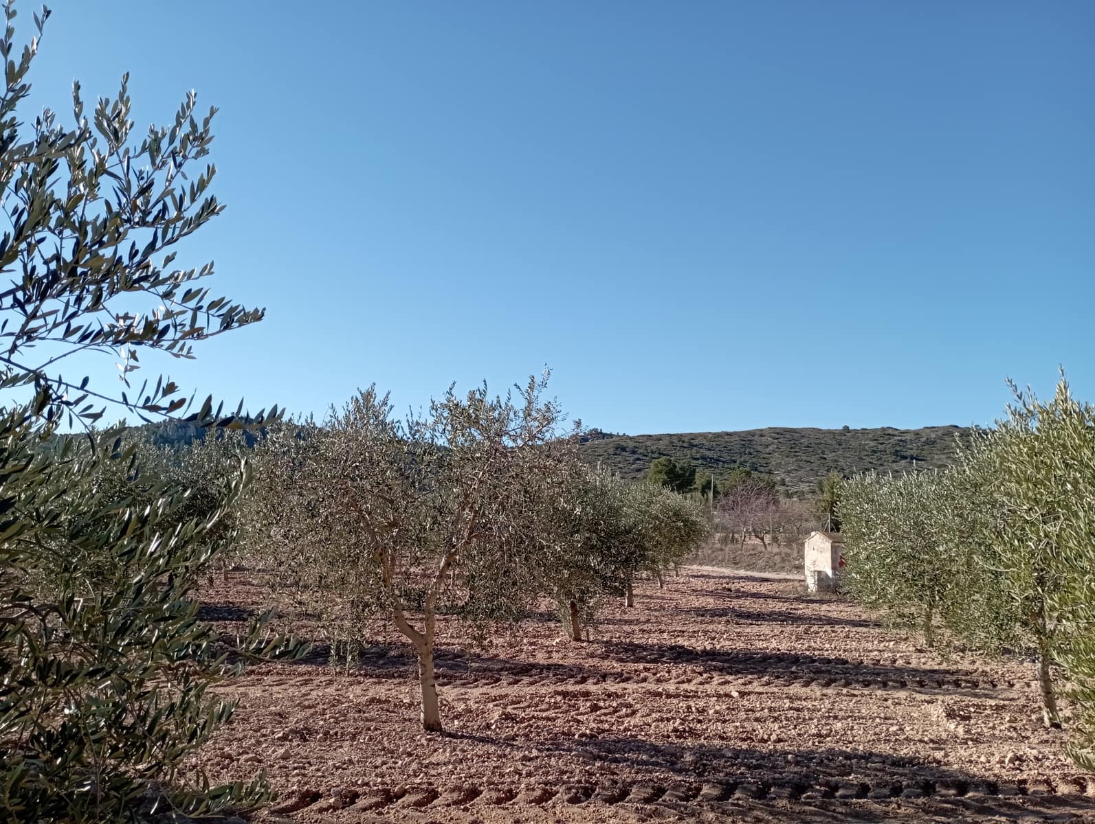 4 sypialnia Finka/Dom wiejski na sprzedaż w Yecla z garażem - 500 000 € (Ref: 8061872)