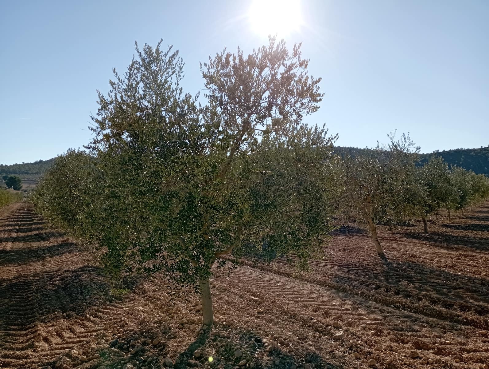 4 sypialnia Finka/Dom wiejski na sprzedaż w Yecla z garażem - 500 000 € (Ref: 8061872)